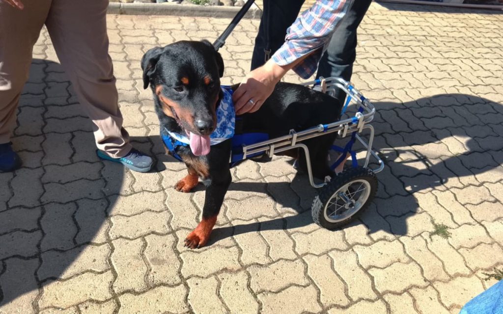 Aún buscan el hogar definitivo para "Dino", perrito de la provincia de Quillota