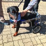 Aún buscan el hogar definitivo para "Dino", perrito de la provincia de Quillota