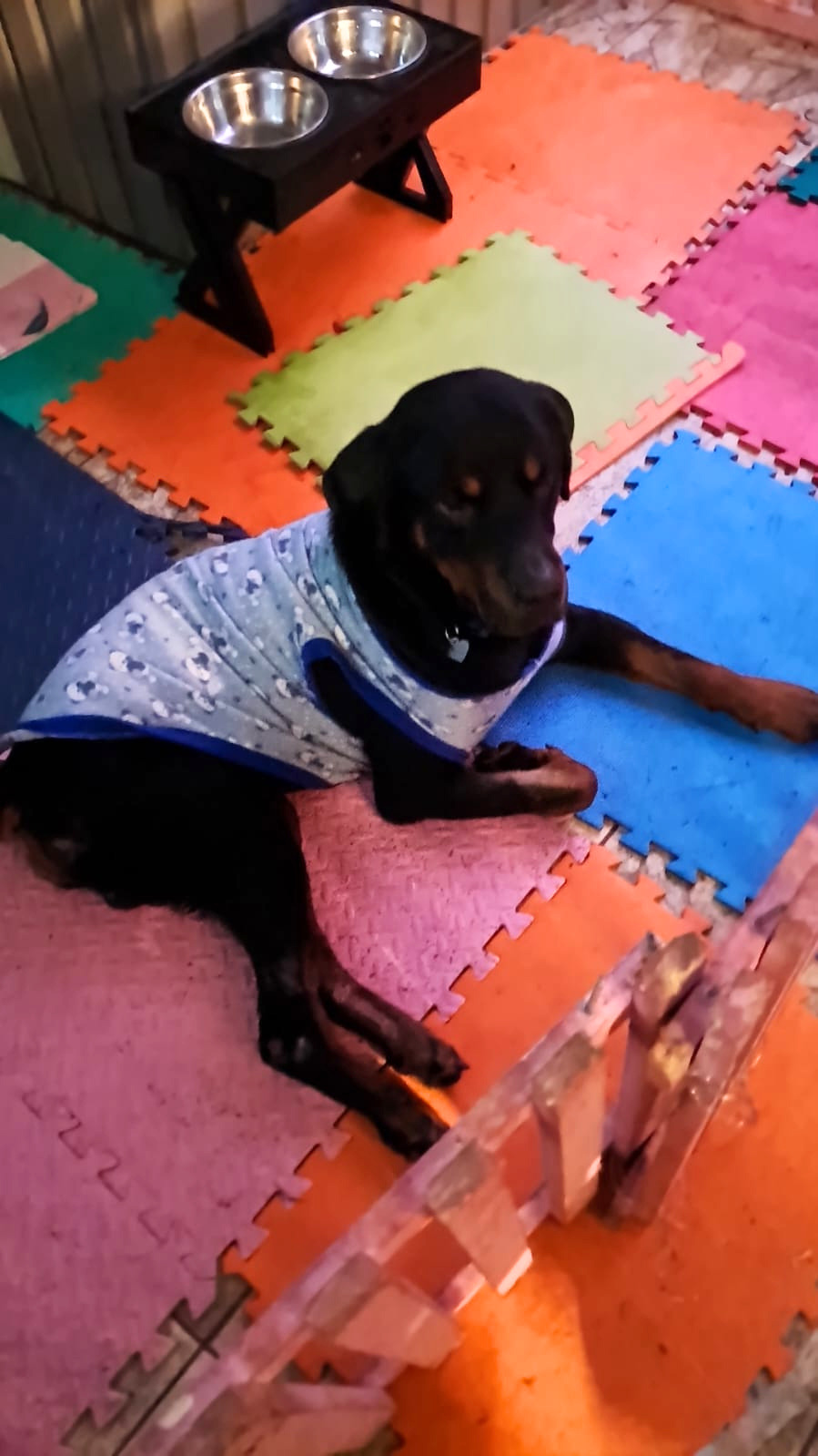 Aún buscan el hogar definitivo para Dino, perrito de la provincia de Quillota