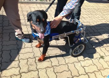 Aún buscan el hogar definitivo para "Dino", perrito de la provincia de Quillota