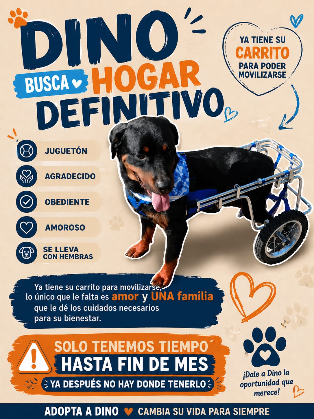 Aún buscan un hogar definitivo para Dino, perrito de la provincia de Quillota