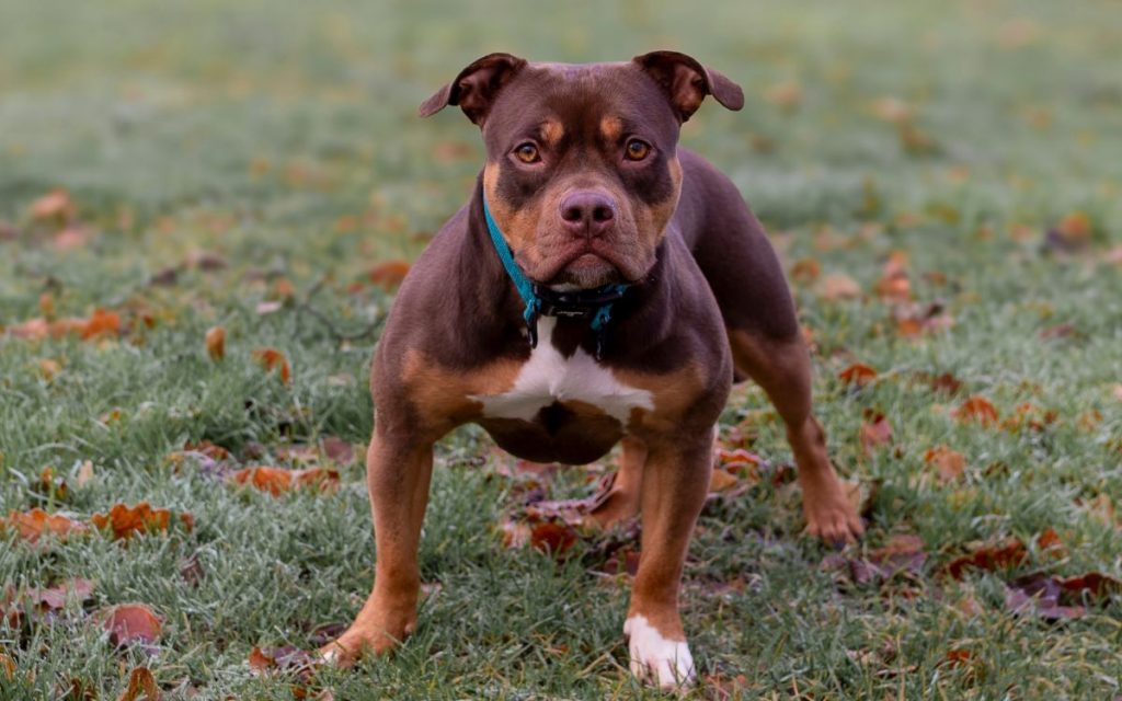 Dueña de Pitbull que atacó en el rostro a hijuelense cumplirá condena en libertad vigilada
