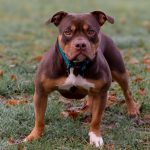 Dueña de Pitbull que atacó en el rostro a hijuelense cumplirá condena en libertad vigilada