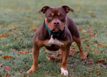 Dueña de Pitbull que atacó en el rostro a hijuelense cumplirá condena en libertad vigilada