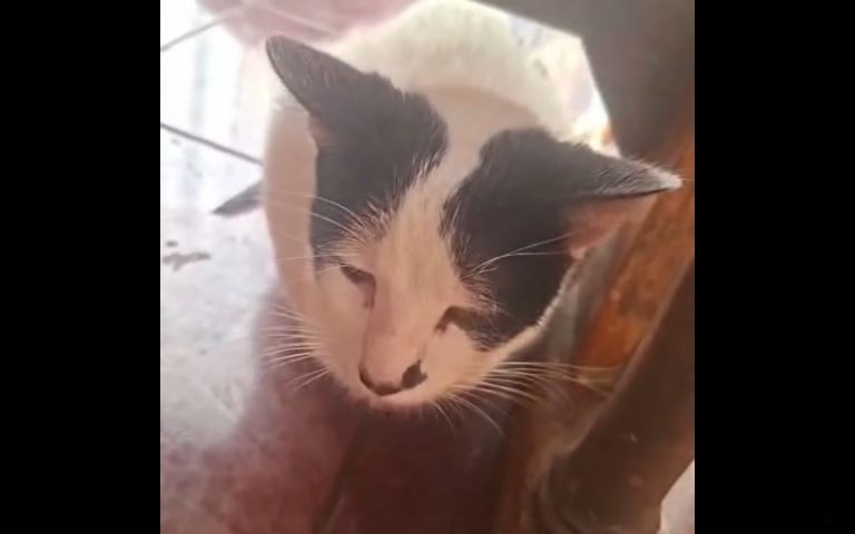 Por enajenación mental: Suspenden proceso contra sospechoso de violar a gatito en Quillota