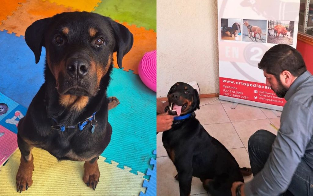 La Calera: Buscan hogar definitivo para perrito con discapacidad