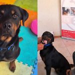 La Calera: Buscan hogar definitivo para perrito con discapacidad