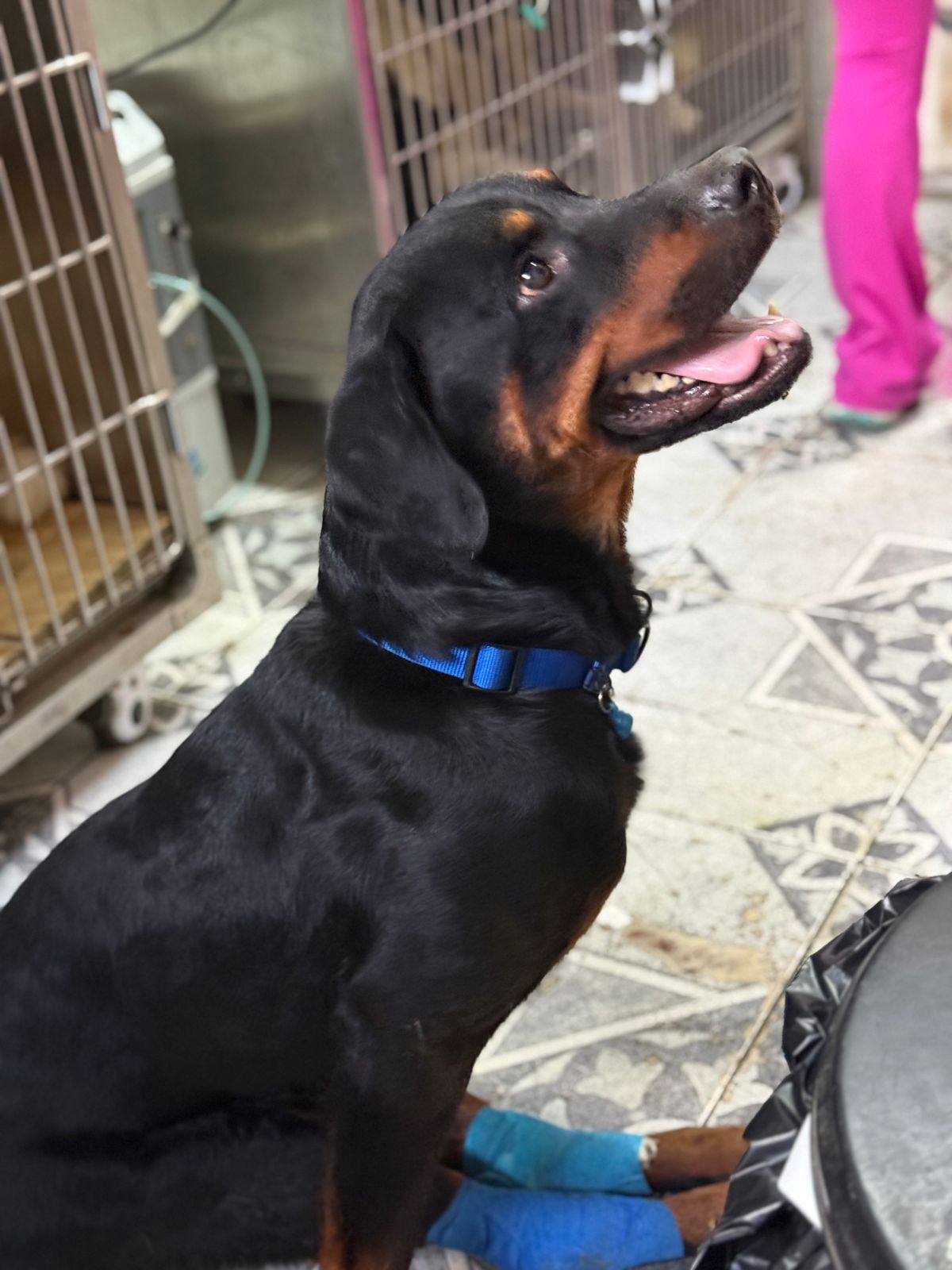 La Calera Buscan hogar definitivo para perrito con discapacidad