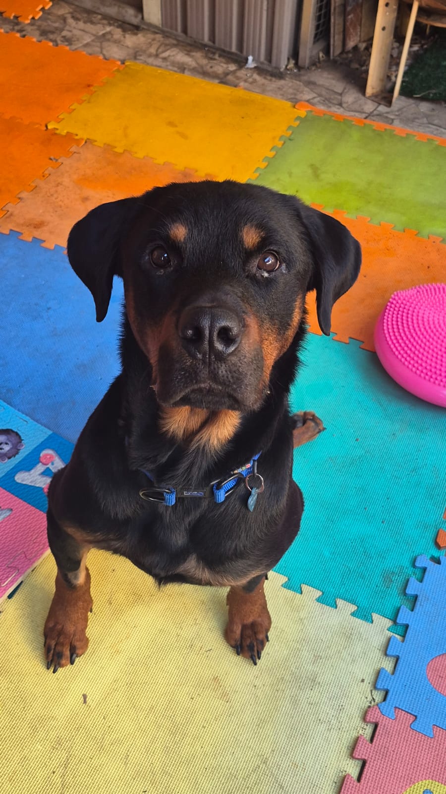 La Calera Buscan hogar definitivo para perrito con discapacidad