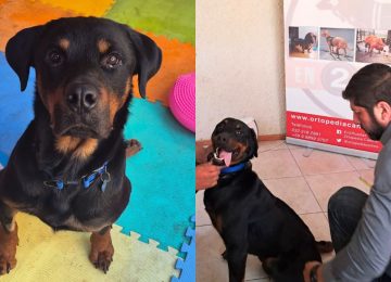 La Calera: Buscan hogar definitivo para perrito con discapacidad