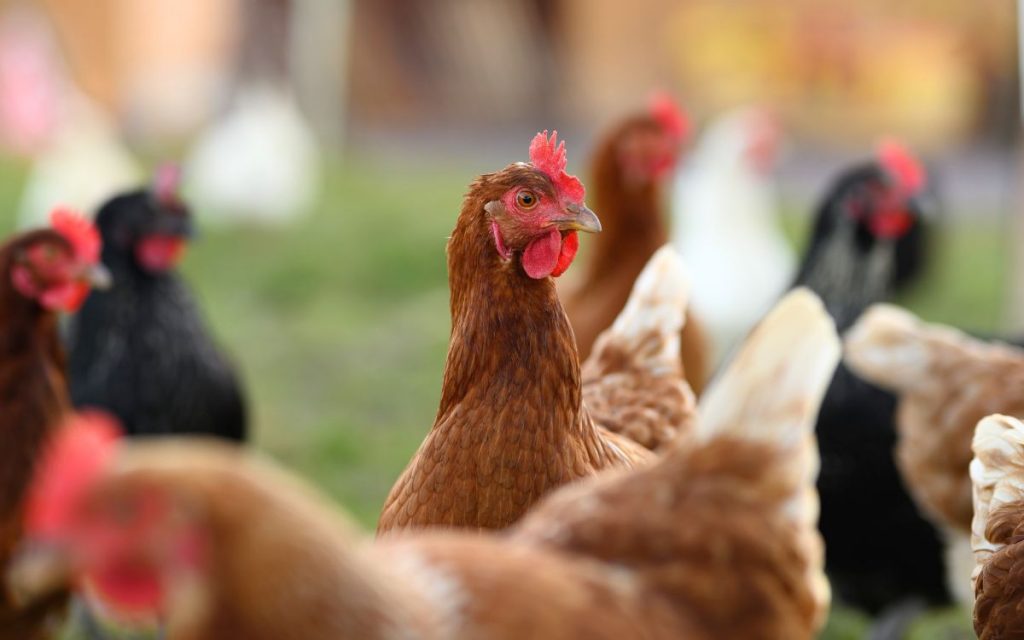 Levantaron las alertas por fiebre aviar y el término de la cuarentena en que se encontraba Nogales