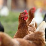 Levantaron las alertas por fiebre aviar y el término de la cuarentena en que se encontraba Nogales