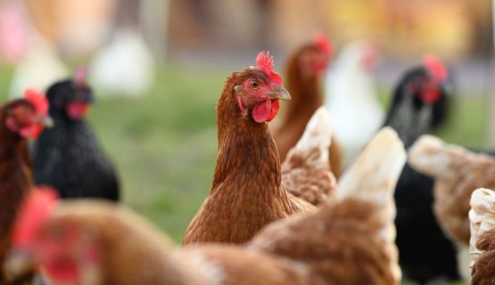 Levantaron las alertas por fiebre aviar y el término de la cuarentena en que se encontraba Nogales