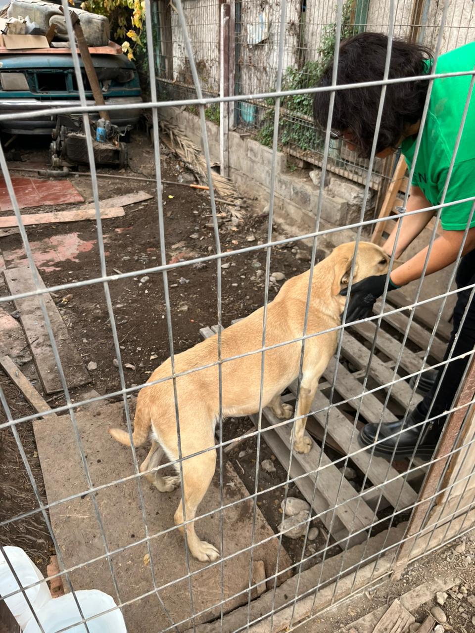 Perrita Lady busca hogar tras la muerte de su dueño en La Calera