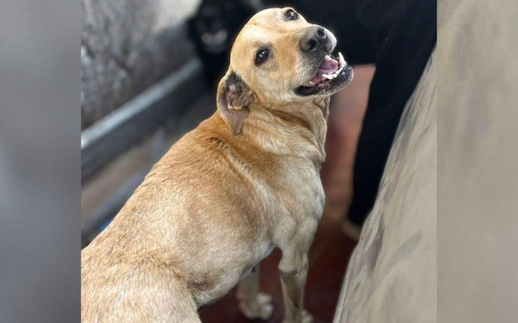 Perrita "Lady" busca hogar tras la muerte de su dueño en La Calera