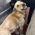Perrita "Lady" busca hogar tras la muerte de su dueño en La Calera