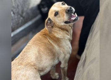 Perrita "Lady" busca hogar tras la muerte de su dueño en La Calera