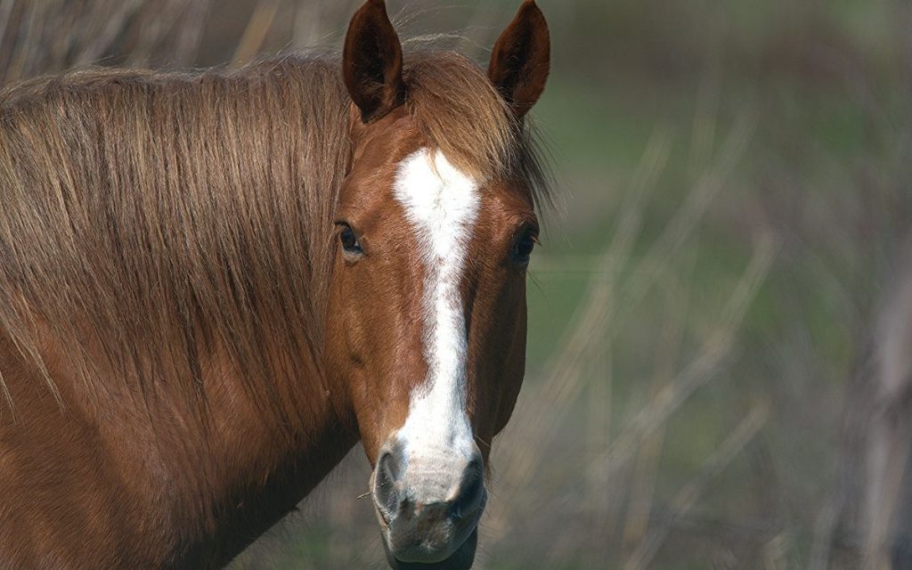Familia que perdió a su padre por caballos en la ruta alerta que sigue el peligro