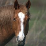 Familia que perdió a su padre por caballos en la ruta alerta que sigue el peligro