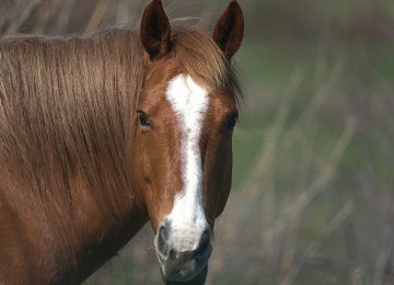Familia que perdió a su padre por caballos en la ruta alerta que sigue el peligro