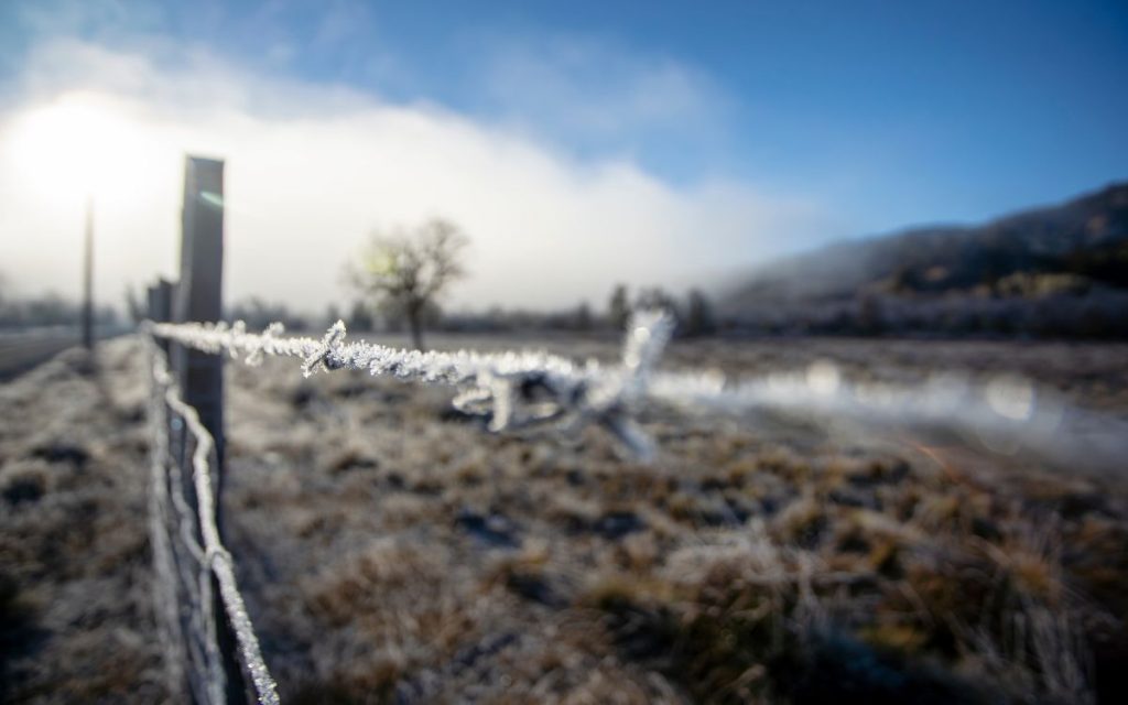 Heladas: Este seguro existe para agricultores perjudicados