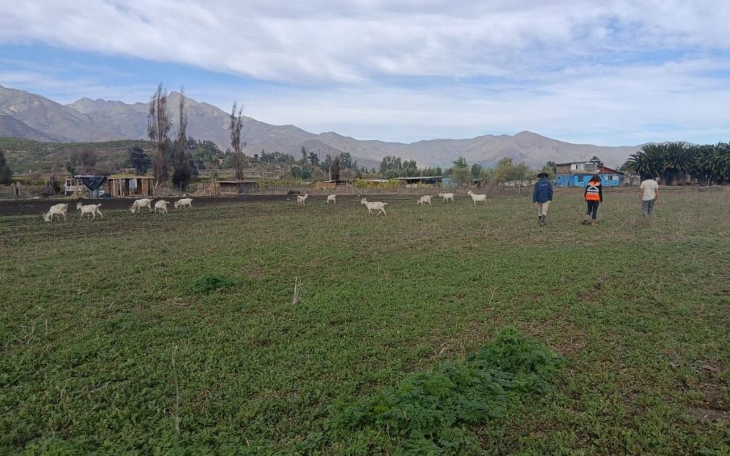 Inspeccionan daños en predios agrícolas de la provincia de Quillota