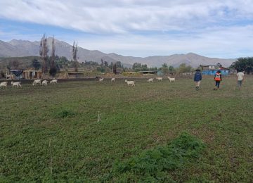 Inspeccionan daños en predios agrícolas de la provincia de Quillota