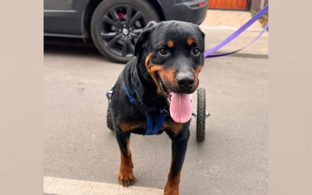 La Cruz: Harán rifa para ayudar a costear las terapias de perrito con discapacidad