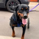 La Cruz: Harán rifa para ayudar a costear las terapias de perrito con discapacidad