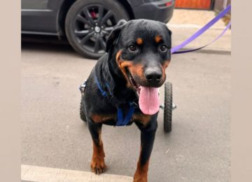 La Cruz: Harán rifa para ayudar a costear las terapias de perrito con discapacidad