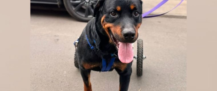La Cruz: Harán rifa para ayudar a costear las terapias de perrito con discapacidad