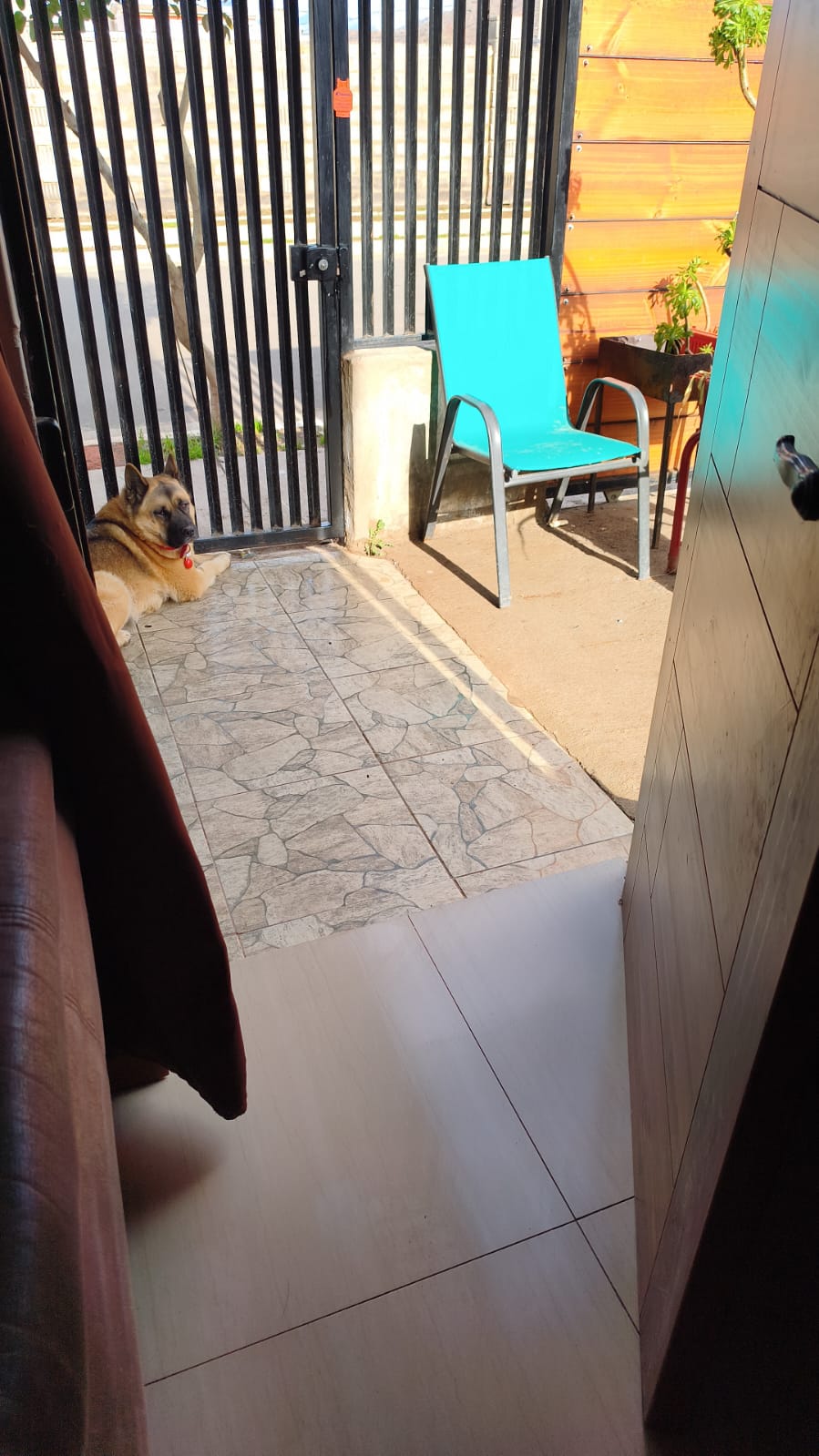 Mi perrita nos salvó Nogalina relata reciente emergencia con monóxido de carbono