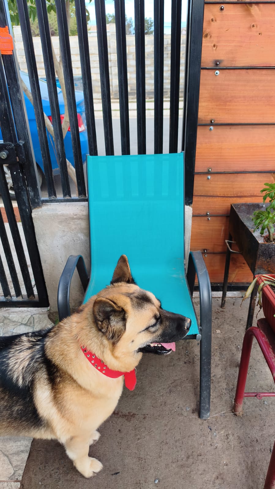 Mi perrita nos salvó Nogalina relata reciente emergencia con monóxido de carbono