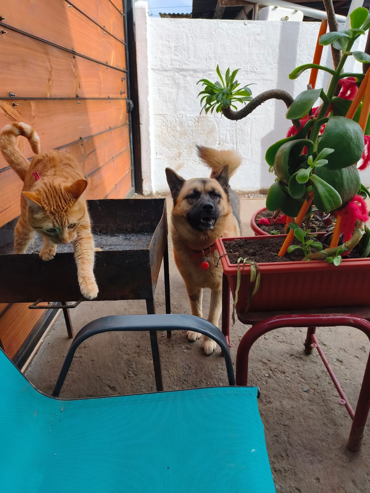 Mi perrita nos salvó Nogalina relata reciente emergencia con monóxido de carbono