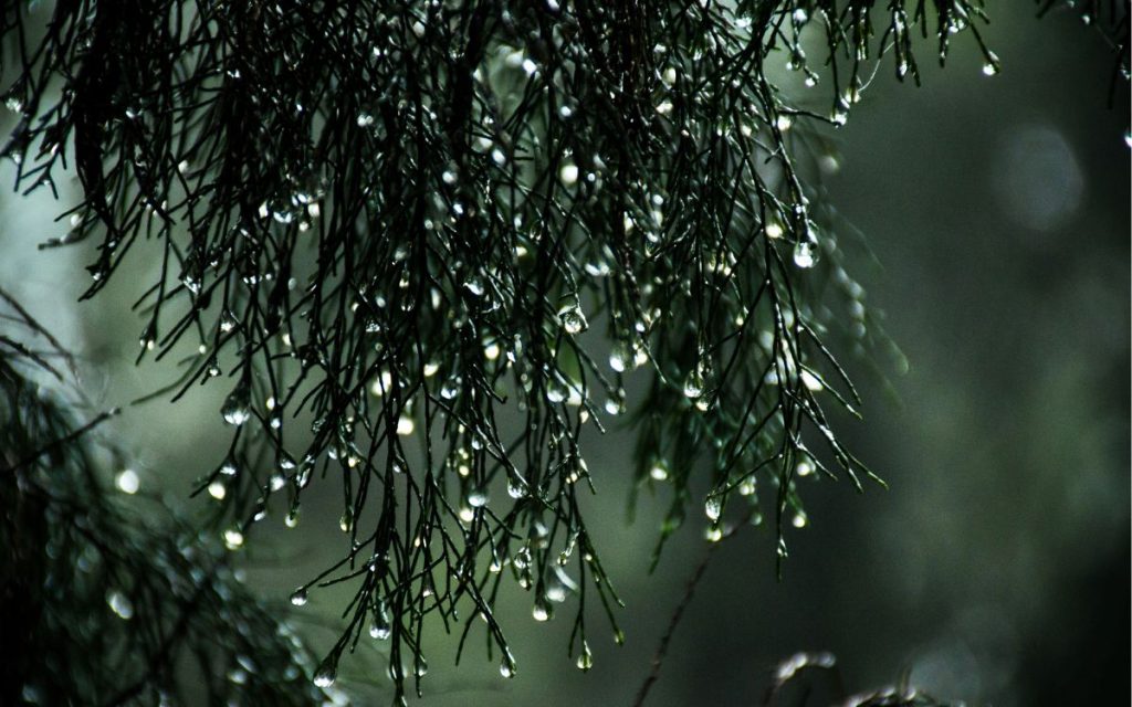 Proyectan nueva lluvia y ráfagas de viento en la Región de Valparaíso