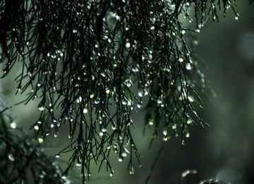 Proyectan nueva lluvia y ráfagas de viento en la Región de Valparaíso