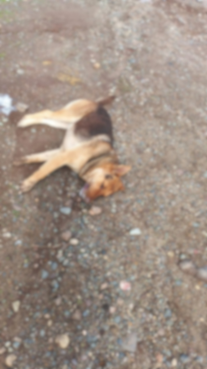 Denuncian la muerte de varios perros en Petorca por envenenamiento