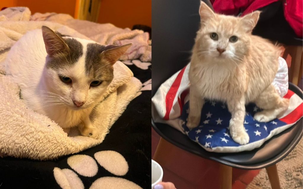 Con rifas y lucatones buscan costear los tratamientos de dos gatitos en Quillota