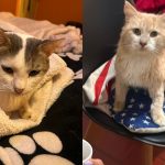 Con rifas y lucatones buscan costear los tratamientos de dos gatitos en Quillota