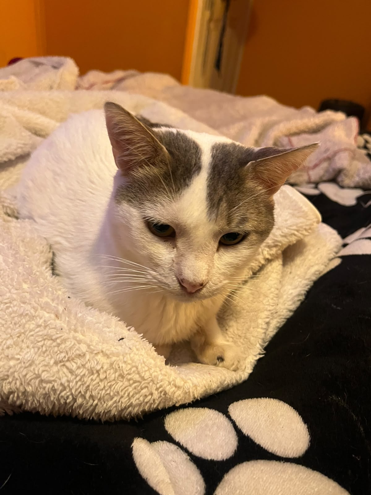 Con rifas y lucatones buscan costear los tratamientos de dos gatitos en Quillota