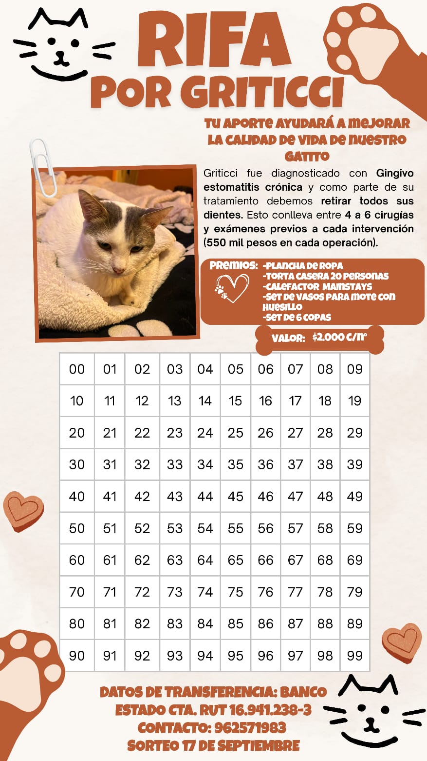 Con rifas y lucatones buscan costear los tratamientos de dos gatitos en Quillota