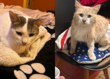 Con rifas y lucatones buscan costear los tratamientos de dos gatitos en Quillota