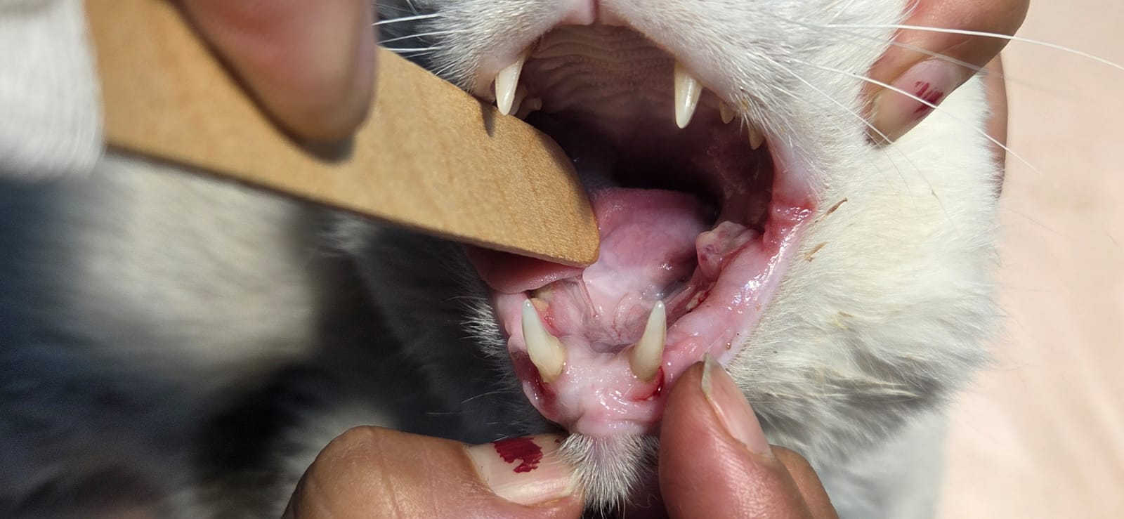 Con rifas y lucatones buscan costear los tratamientos de dos gatitos en Quillota