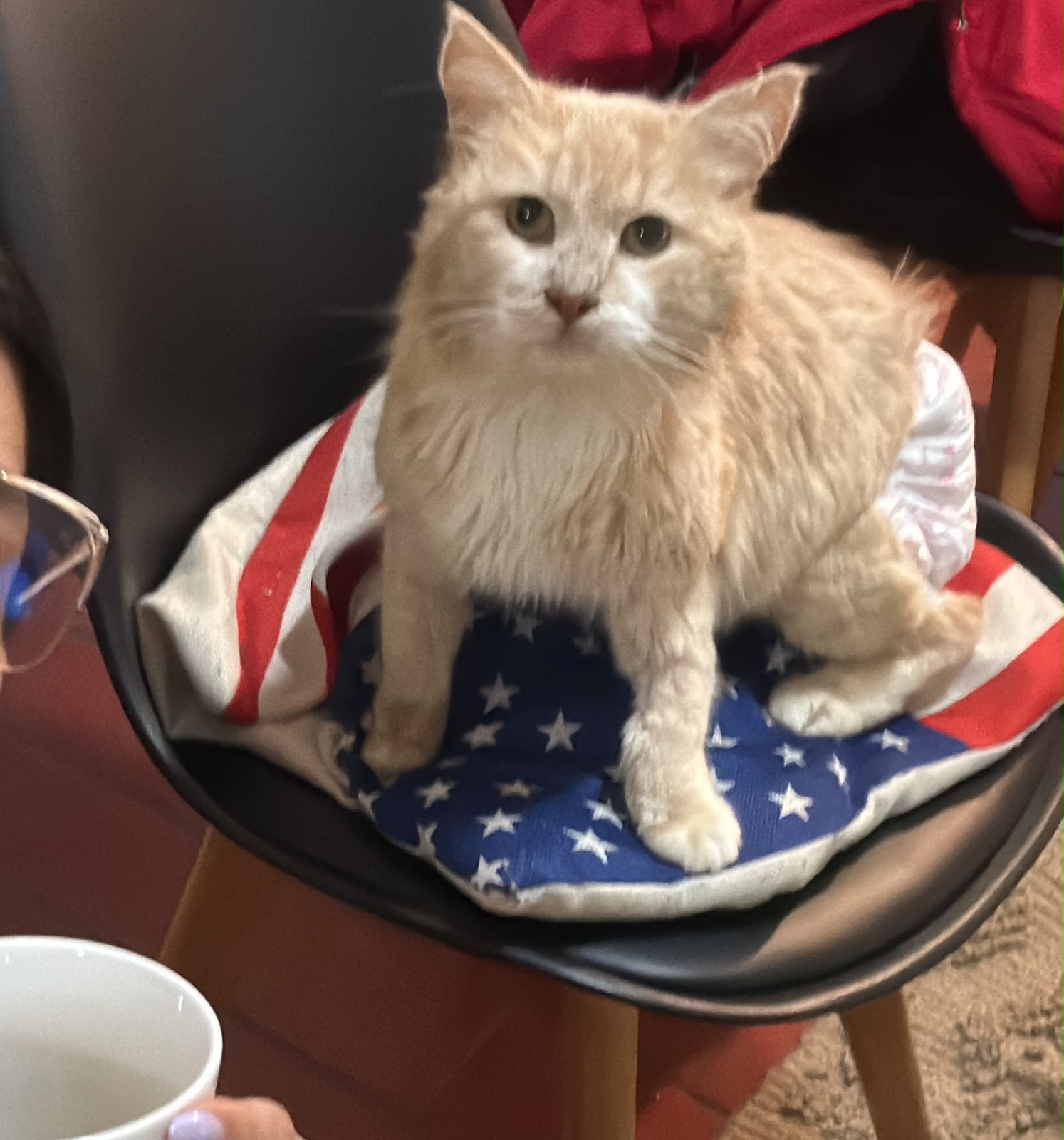 Con rifas y lucatones buscan costear los tratamientos de dos gatitos en Quillota