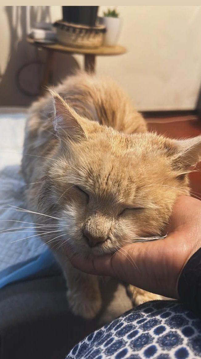 Con rifas y lucatones buscan costear los tratamientos de dos gatitos en Quillota