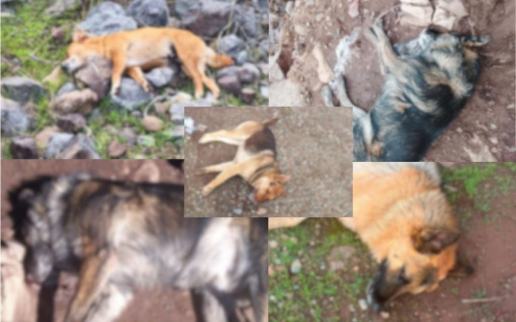 Denuncian la muerte de varios perros en Petorca por envenenamiento