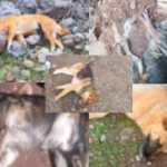 Denuncian la muerte de varios perros en Petorca por envenenamiento
