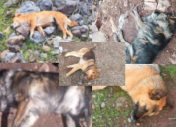 Denuncian la muerte de varios perros en Petorca por envenenamiento