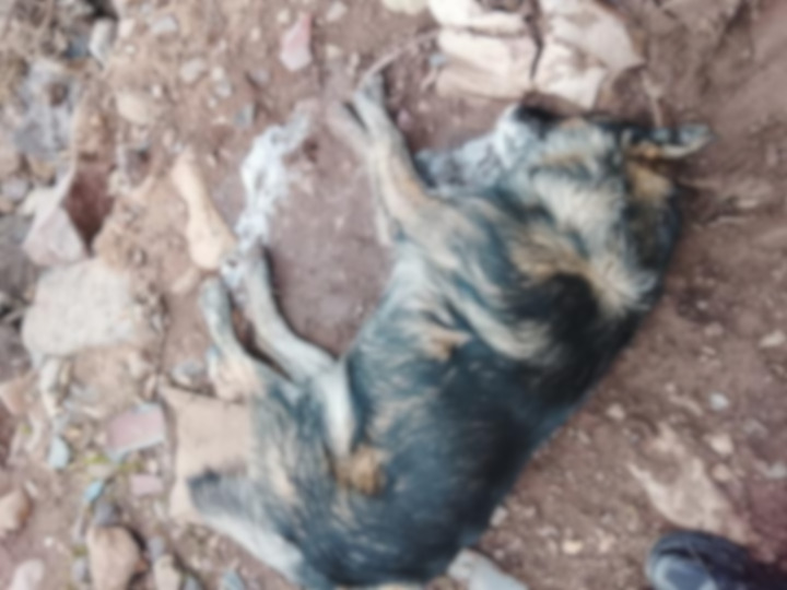 Denuncian la muerte de varios perros en Petorca por envenenamiento