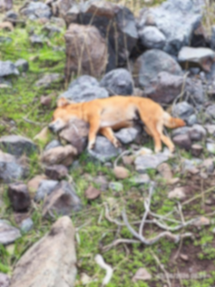Denuncian la muerte de varios perros en Petorca por envenenamiento